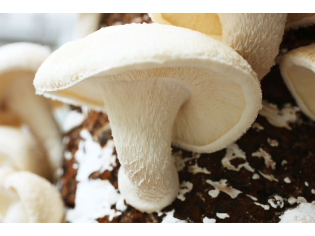 Мицелий Шиитаке Белый Китайский (Lentinula edodes)